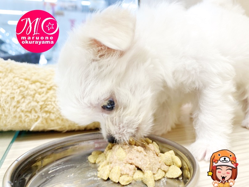 食いっぷりきもちいぃ〜♪ | MIX犬 マルチワ （6131156） - 横浜 大倉山店