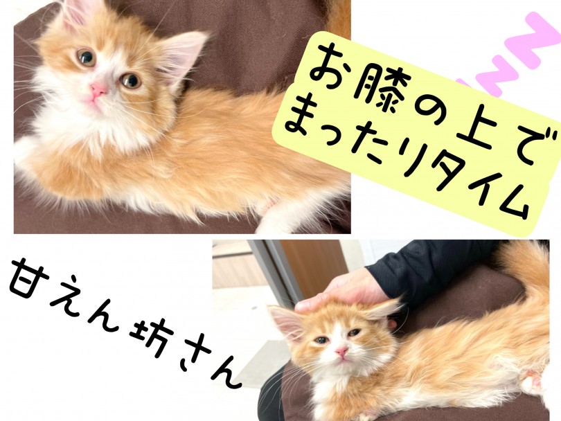 社会性抜群！性格は甘えん坊 | マンチカン （150297） - 東川口店