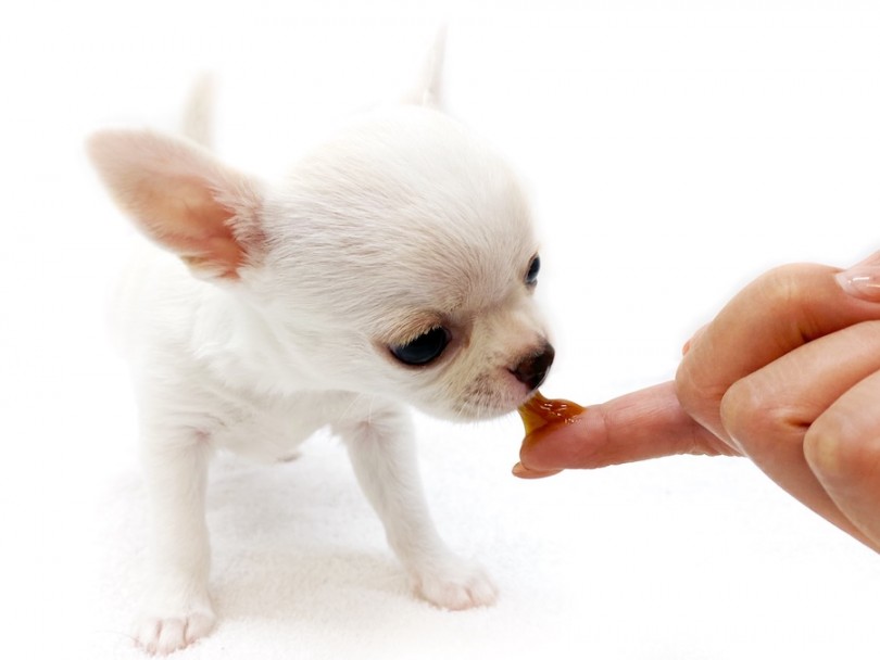 低血糖予防 | マルワン犬図鑑 チワワ - 横浜 今宿店