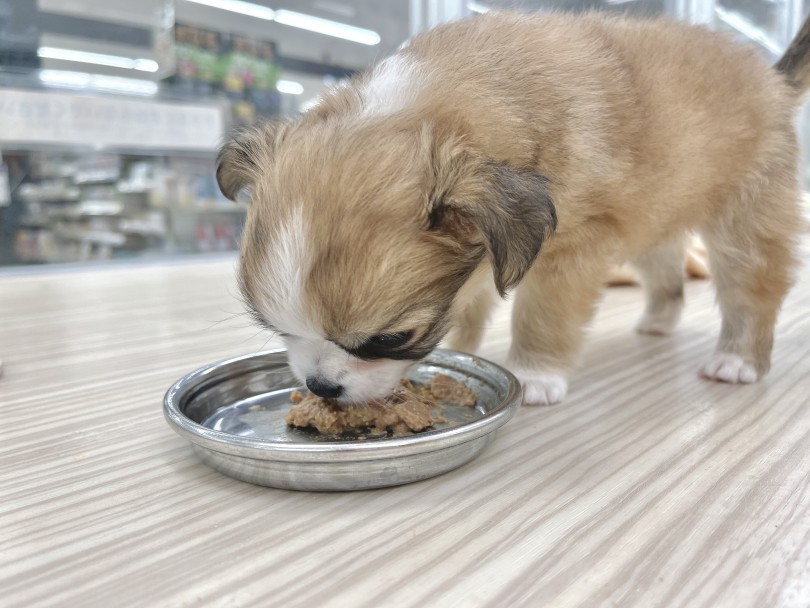 しっかり成長！小柄ながらに食欲旺盛 | MIX犬 チワパピ （713873） - 横浜 鶴見店