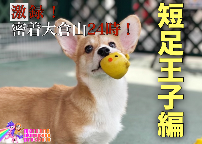 【 コーギー 】元気いっぱい！楽しく過ごす短足王子の1日に密着！