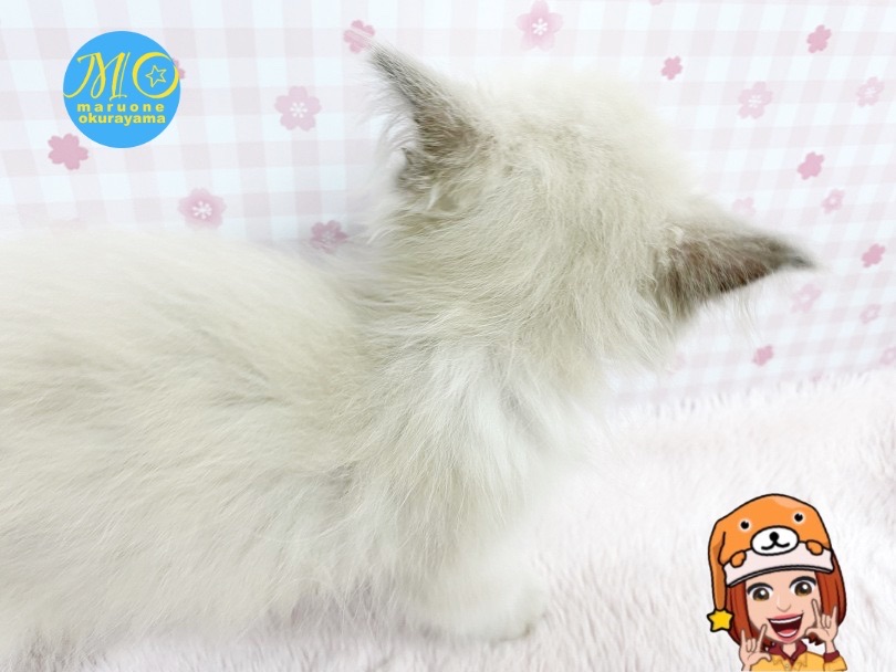 首の後ろにマフラー模様が現れるかも？！ | ラグドール （6131155） - 横浜 大倉山店