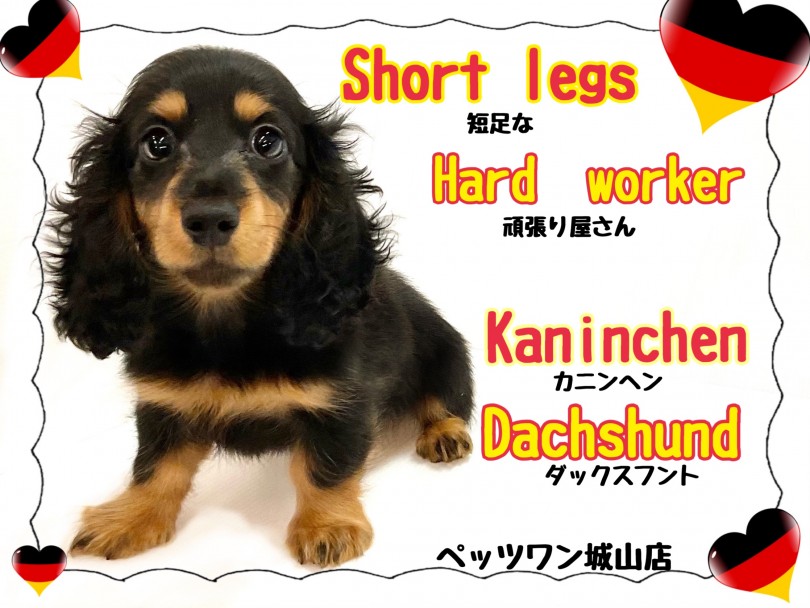 【 カニンヘンダックスフント】ダックスフントの最小種！ブラックタンの短足ちゃん