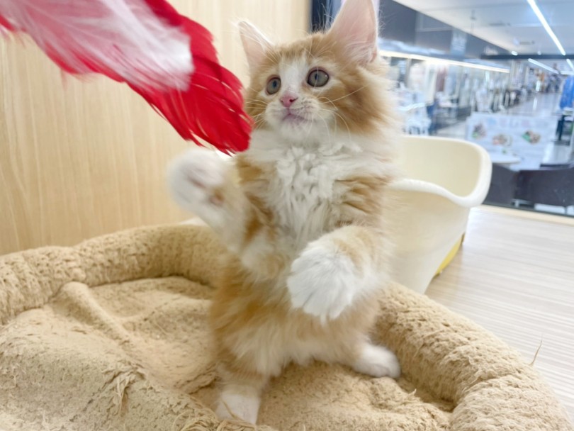 遊びも大好き！！猫パンチ炸裂で楽しいにゃんライフを！！ | ノルウェージャンフォレストキャット （914767） - 板橋 志村坂下店