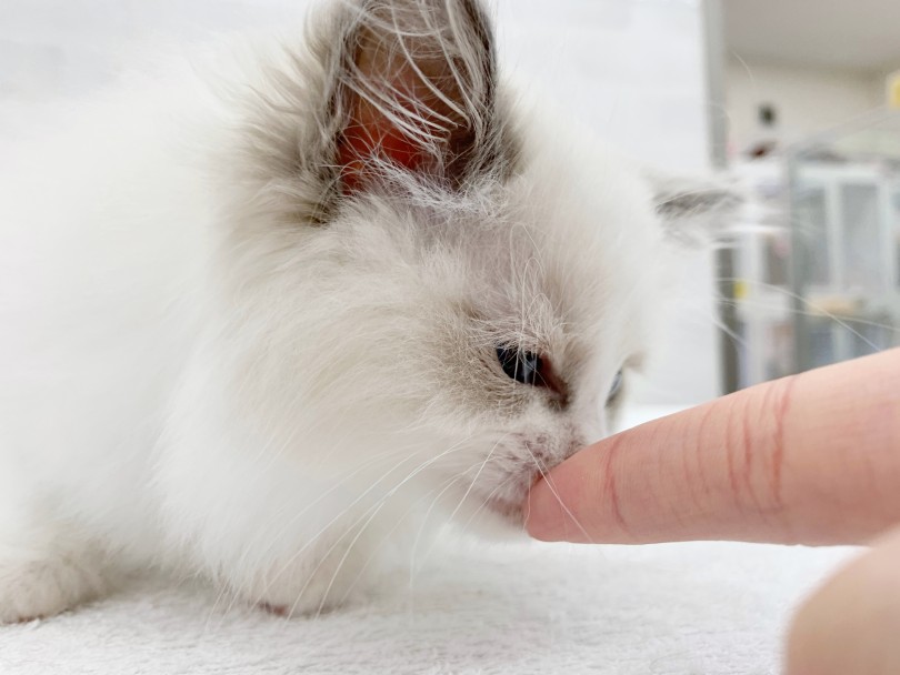 ビギナーさんから多頭飼いまでお任せあれ！ | ラグドール （014426） - 東日暮里店