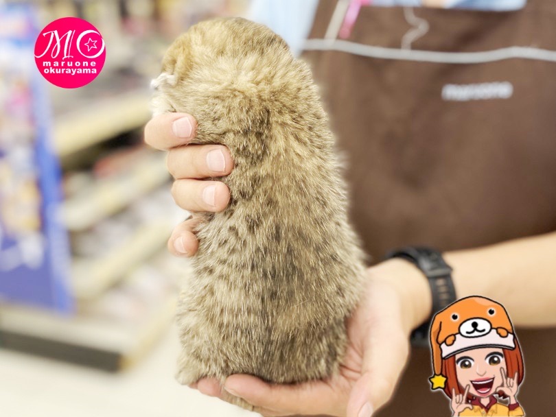 細かいスポット模様がベンガルのよう！ | スコティッシュフォールド （6131163） - 横浜 大倉山店