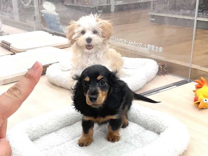 元猟犬の賢い頭 | カニンヘン・ダックスフント (118655) - 城山店