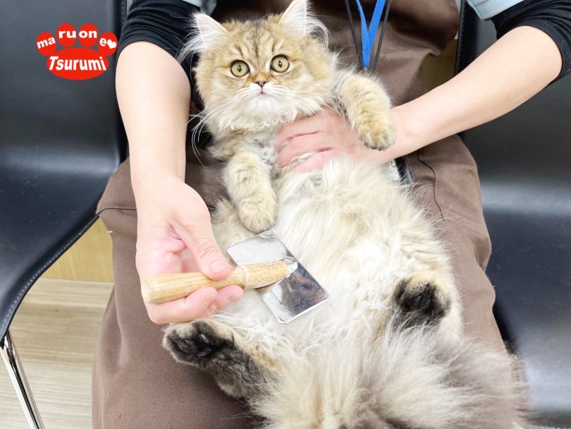 お利口さんなのでブラッシングや爪切り、耳掃除もスムーズ！ | ペルシャ （713852） - 横浜 鶴見店