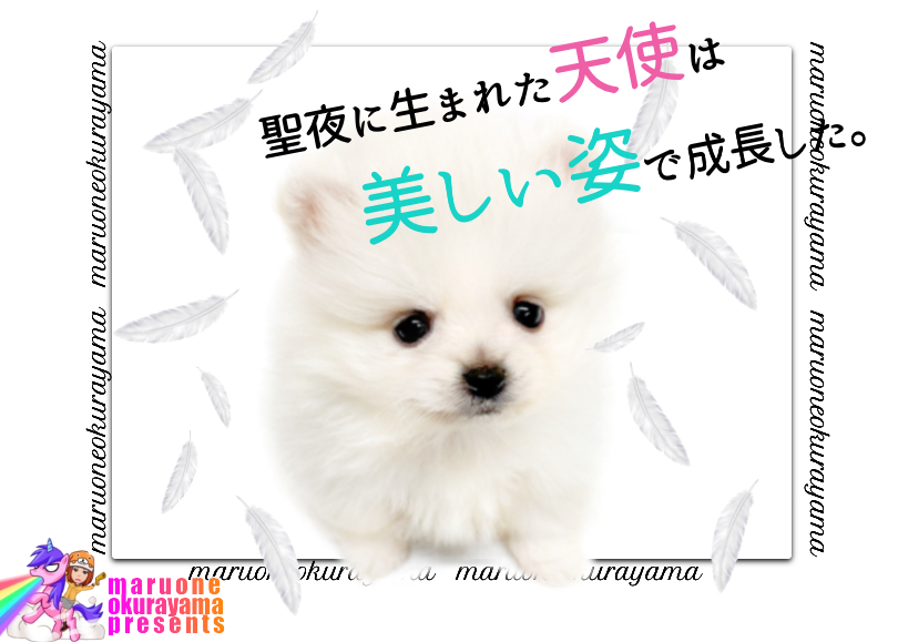 【 ホワイトポメラニアン  】美しき変貌を遂げる天使系ポメラニアンの成長記！