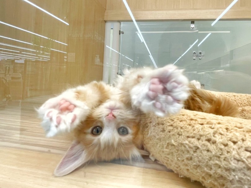 これぞ脱力系！！なすがままの超甘えん坊な男の子♪ | ノルウェージャンフォレストキャット （914767） - 板橋 志村坂下店