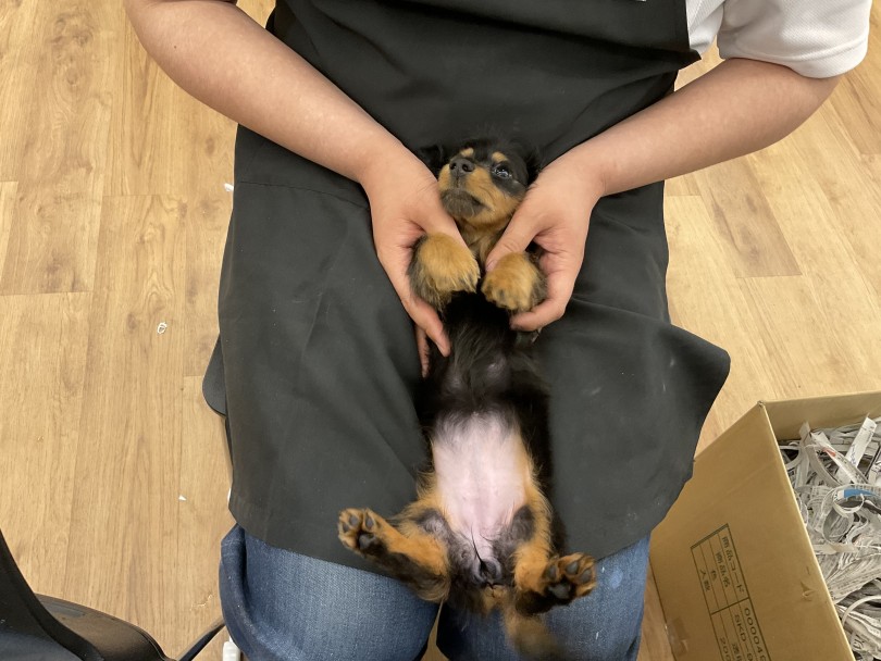 子犬らしいムチッとした肉付きでなおかつ小さいのがカニンヘン | カニンヘン・ダックスフント (118655) - 城山店