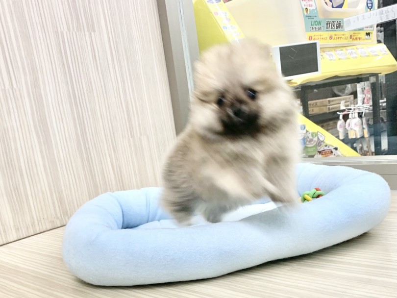 ポメちゃんはとにかく人が大好き！ | ポメラニアン （014432） - 東日暮里店