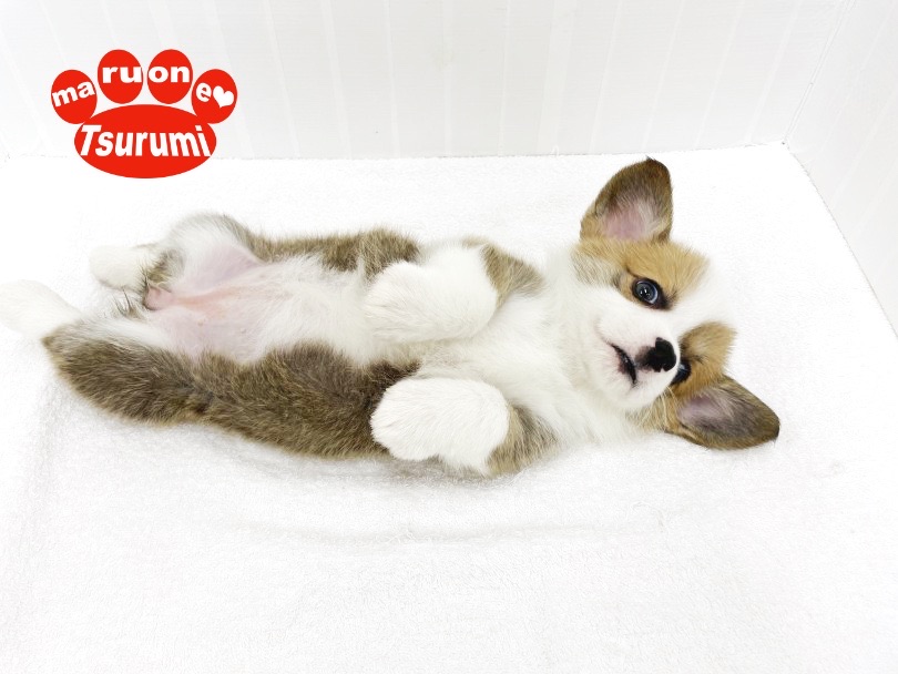 初めての方から多頭飼いの方にもお任せ。マイペースな性格は育てやすい！ | ウェルシュコーギーペンブローク （713871） - 横浜 鶴見店