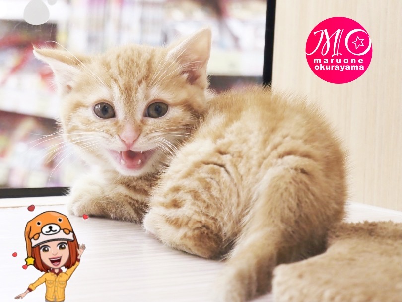 マンチカンちゃんとの楽しい生活を全力でサポートさせて頂きます♡ | マンチカン （6131161） - 横浜 大倉山店