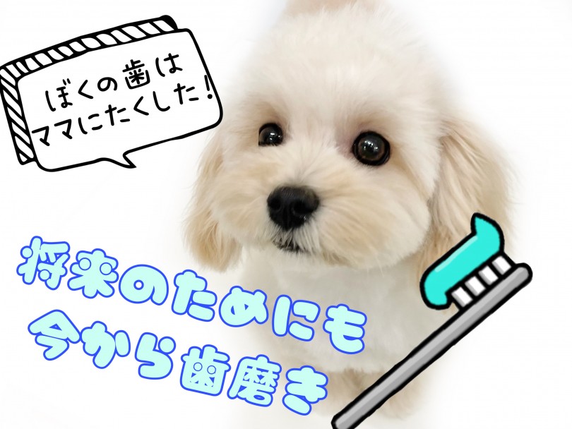 飼い主様が歯の健康を守ってあげましょう！ | 子犬・子猫から始めるデンタルケア！歯磨きトレーニング - 東川口店