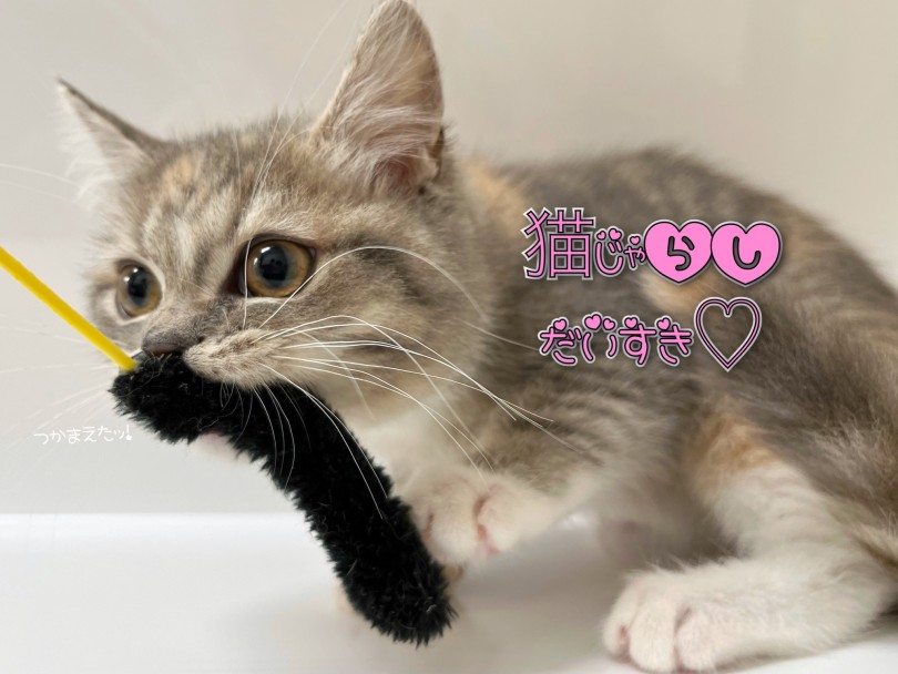 遊び大好き！毎日元気いっぱい！！ | マンチカン （119324） - 梅島店