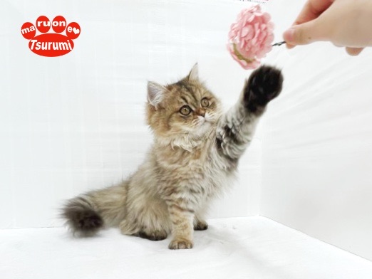 おっとりした子なので『猫じゃらし』などの飛びつきやすいオモチャがおすすめ | ペルシャ （713852） - 横浜 鶴見店