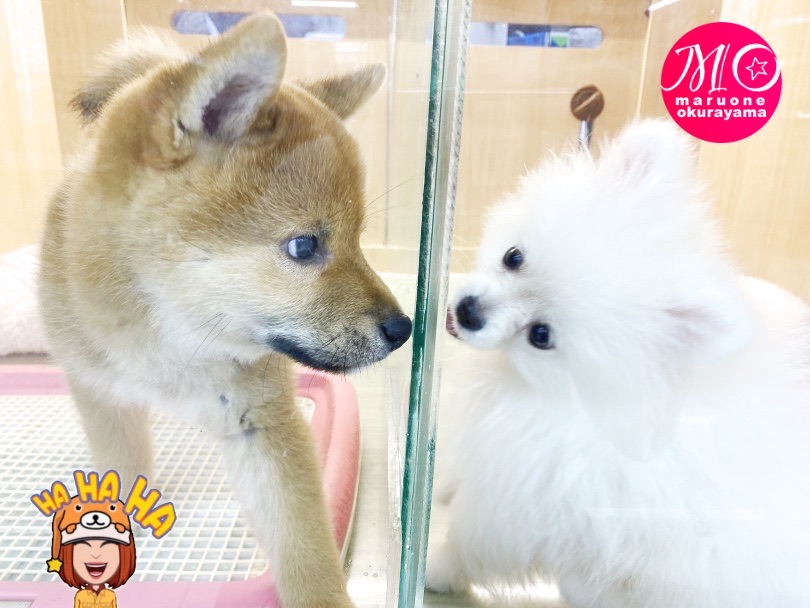 ガラス越しに社交性を高めている最中です！ | ポメラニアン （6131145） - 横浜 大倉山店
