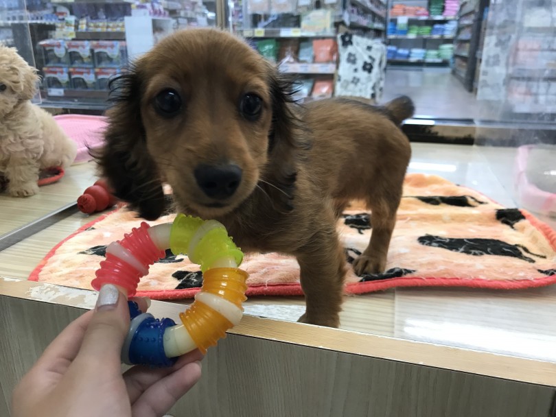 まずは一度触れ合ってフィーリングを確かめにマルワン梅島店にお越しください | ミニチュア・ダックスフント （119323） - 梅島店