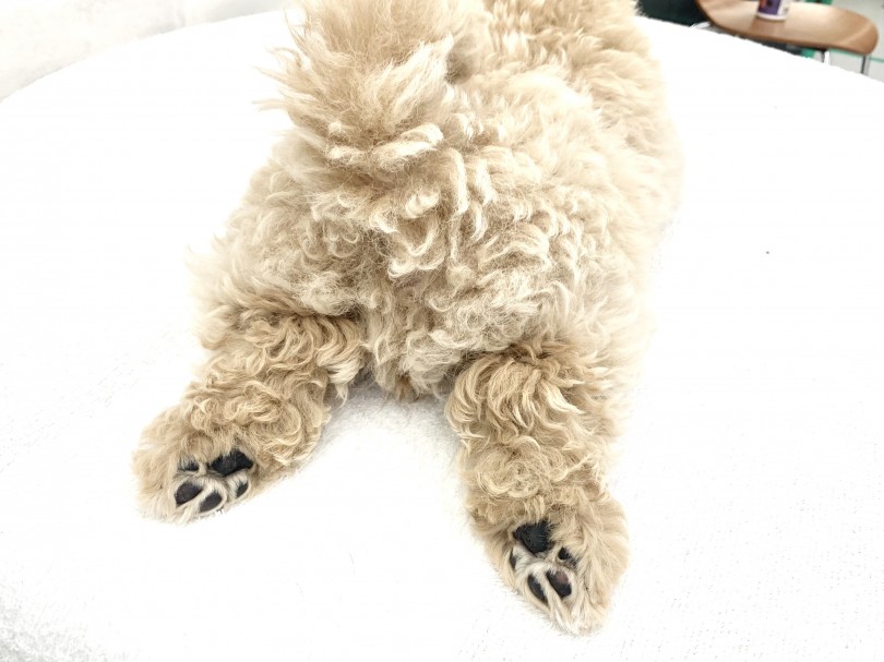 この夏はマルプーくんと色んな所へお出掛けしてみては如何ですか？ | MIX犬 マルプー （014425） - 東日暮里店