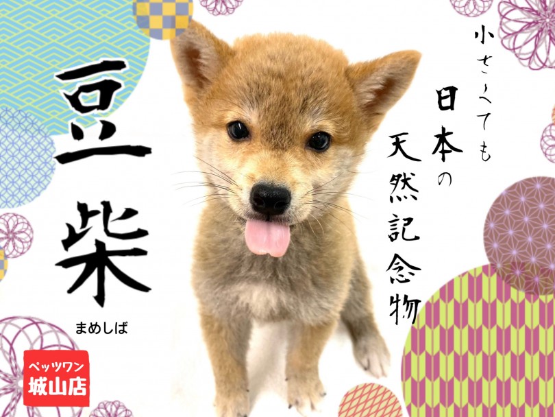 【 豆柴 】小さい！でもコロコロしているおチビな和犬