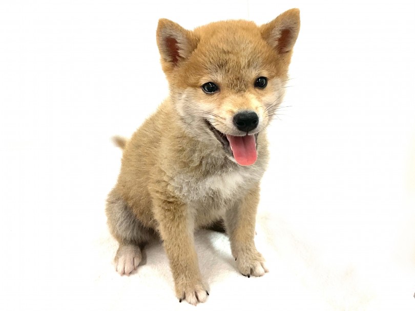 元番犬、猟犬の警戒心の強い犬種 | 豆柴 (118637) - 城山店