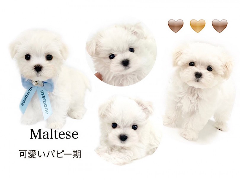 白くてフワフワの可愛いさ | マルチーズ （312056） - 横浜 港北ニュータウン店