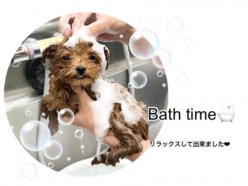 ブラッシングやお顔のお手入れも嫌がらずにケアできます | トイ・プードル （312087） - 横浜 港北ニュータウン店