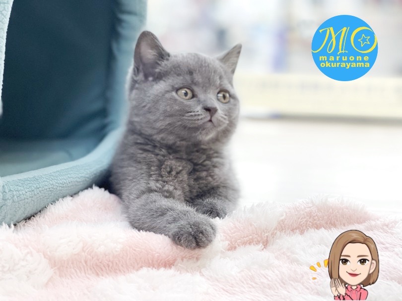 ブリちゃんは月齢と共に丸みが出てくるので、もっともっと可愛いく成長していくのが楽しみです！ | ブリティッシュショートヘア （6131158） - 横浜 大倉山店