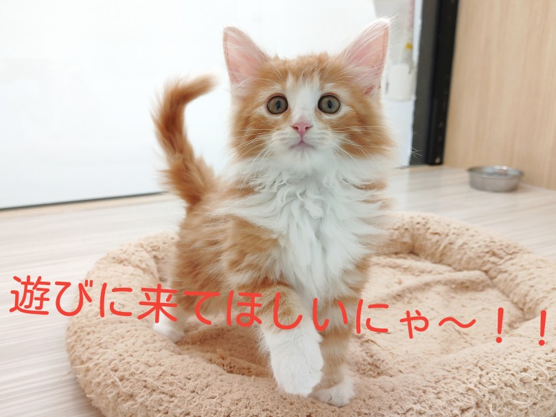 是非会いにいらしてくださいね♪ | ノルウェージャンフォレストキャット （914767） - 板橋 志村坂下店