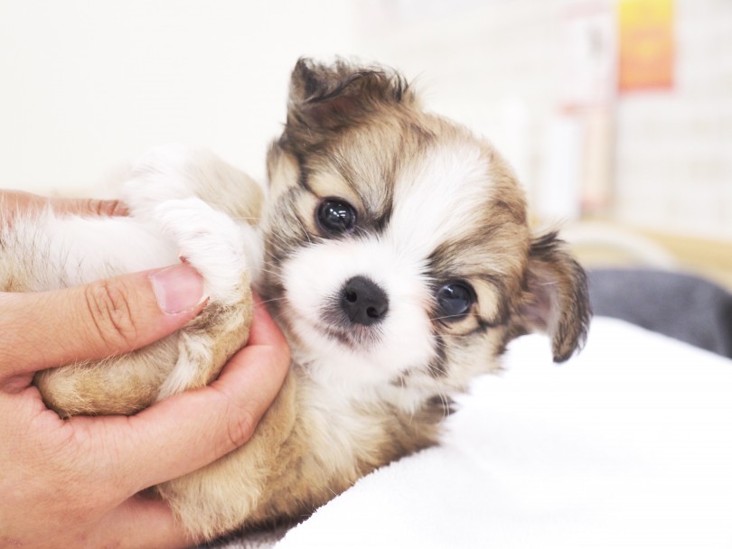 成犬時の予想体重は3.0kg前後 | MIX犬 チワパピ （713873） - 横浜 鶴見店