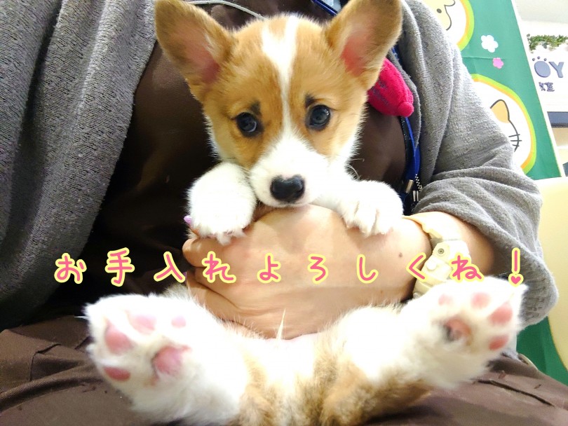 コーギーは短毛種なのでトリミングいらず！ | ウェルシュコーギーペンブローク （130424） - 高井戸店