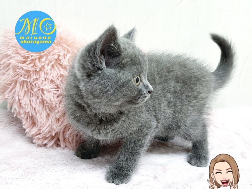 ずっと触っていたい！手触りが最高！！ | ブリティッシュショートヘア （6131158） - 横浜 大倉山店