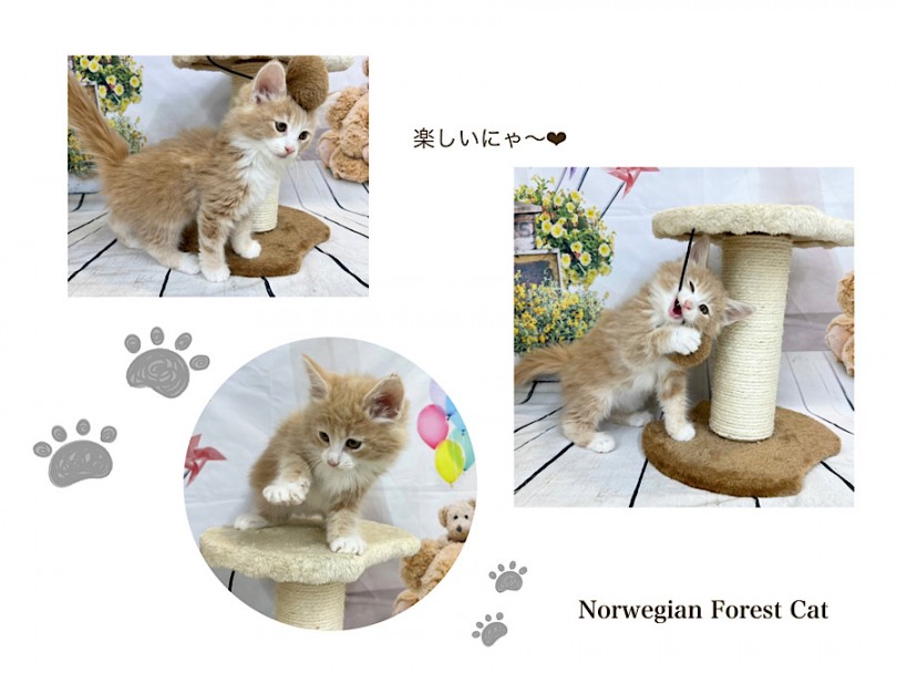 爪研ぎがお気に入り | ノルウェージャンフォレストキャット （312094） - 横浜 港北ニュータウン店