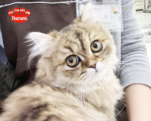 温厚で懐っこいペルシャちゃんの魅力は、やはり実際に見て味わって頂くのが1番！ | ペルシャ （713852） - 横浜 鶴見店
