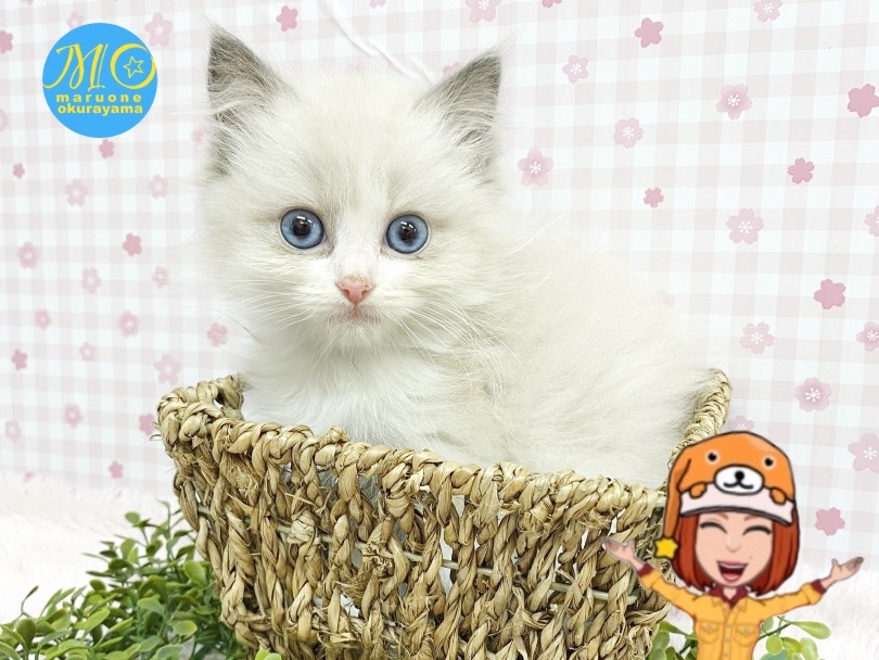ラグドールちゃんも飼い主様も楽しく生活出来るようにサポートさせていただきます！ | ラグドール （6131155） - 横浜 大倉山店