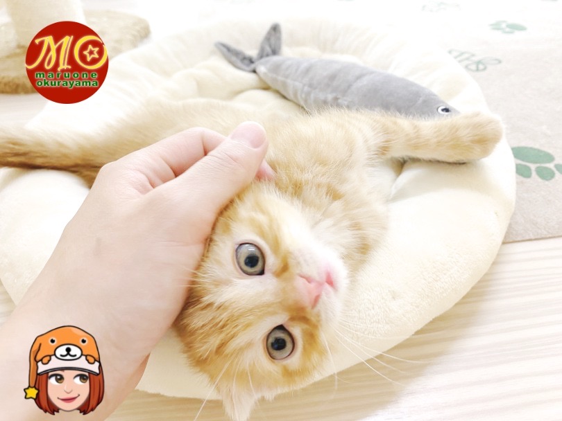 何でもお気軽にご相談くださいね♪ | スコティッシュ・フォールド （6131160） - 横浜 大倉山店