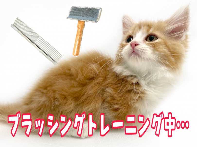 長毛で艶のある被毛 | マンチカン （150297） - 東川口店
