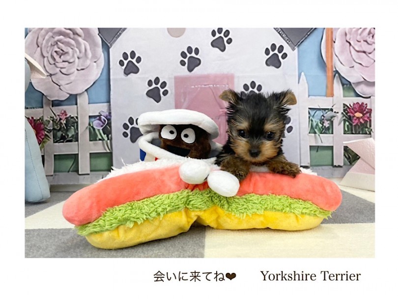 ヨーキーちゃんに会いに来てくださいね | ヨークシャーテリア （312096） - 横浜 港北ニュータウン店