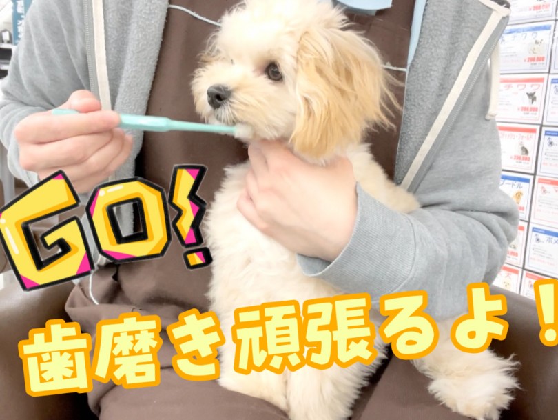 どんな風に歯を磨くかをご説明させて頂きます！ | 子犬・子猫から始めるデンタルケア！歯磨きトレーニング - 東川口店
