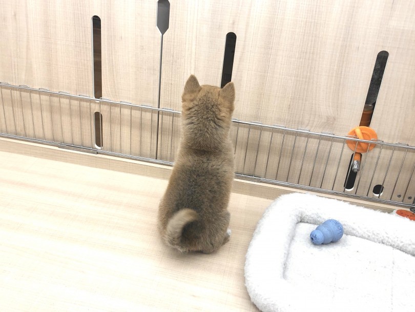 小さくても『柴犬』です。 | 豆柴 (118637) - 城山店
