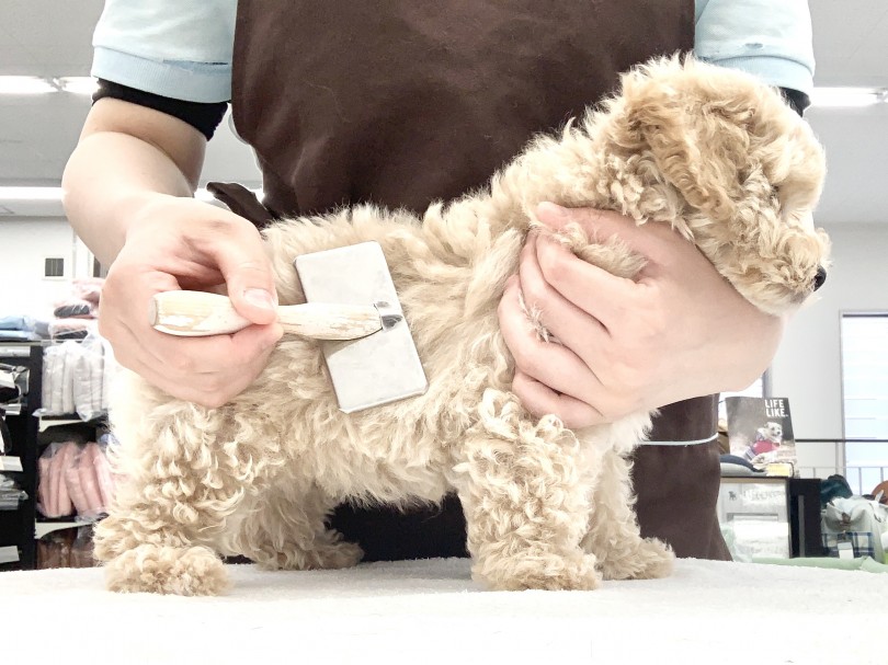 骨格と体格共にしっかりと安心感のある身体つき | MIX犬 マルプー （014425） - 東日暮里店