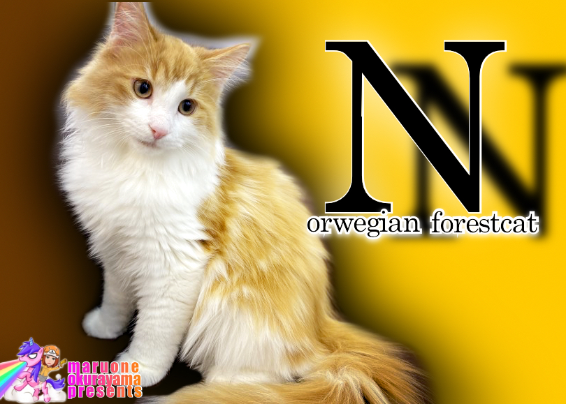 【 ノルウェージャン 】さらにいいじゃん！かっこいいじゃん！！イケメンジャン！