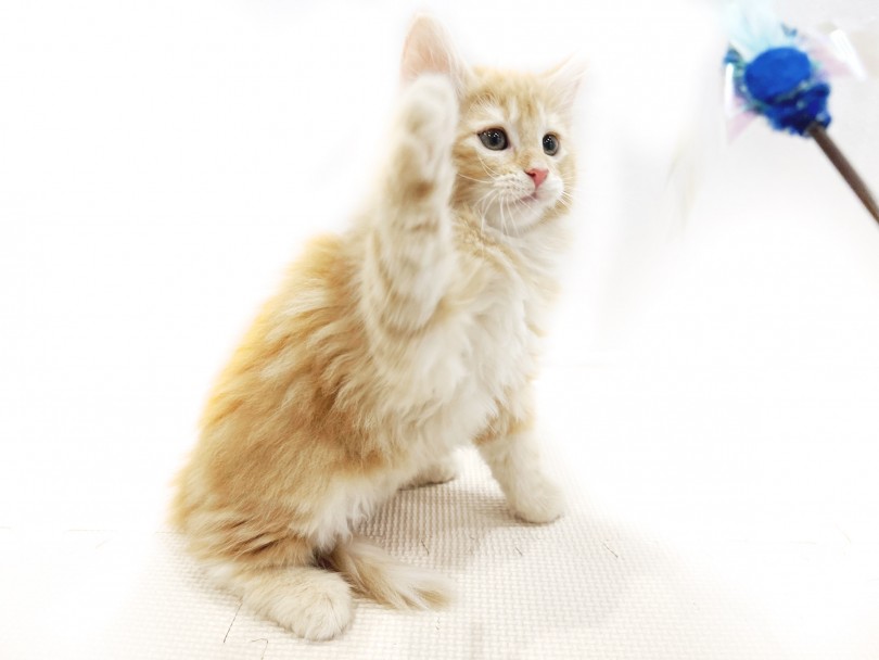 大好きな遊びは猫じゃらし！ | ノルウェージャンフォレストキャット （11898） - 横浜 白楽店