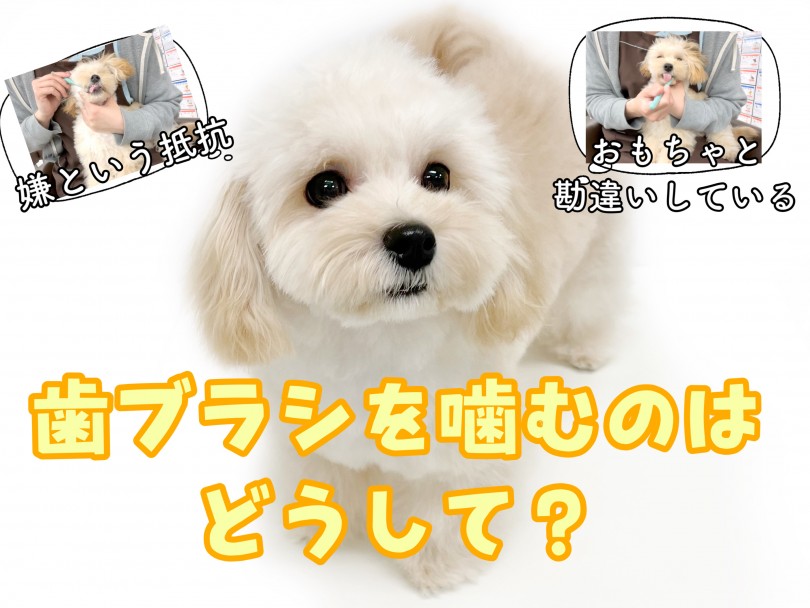 歯ブラシを噛むお悩み解決 | 子犬・子猫から始めるデンタルケア！歯磨きトレーニング - 東川口店