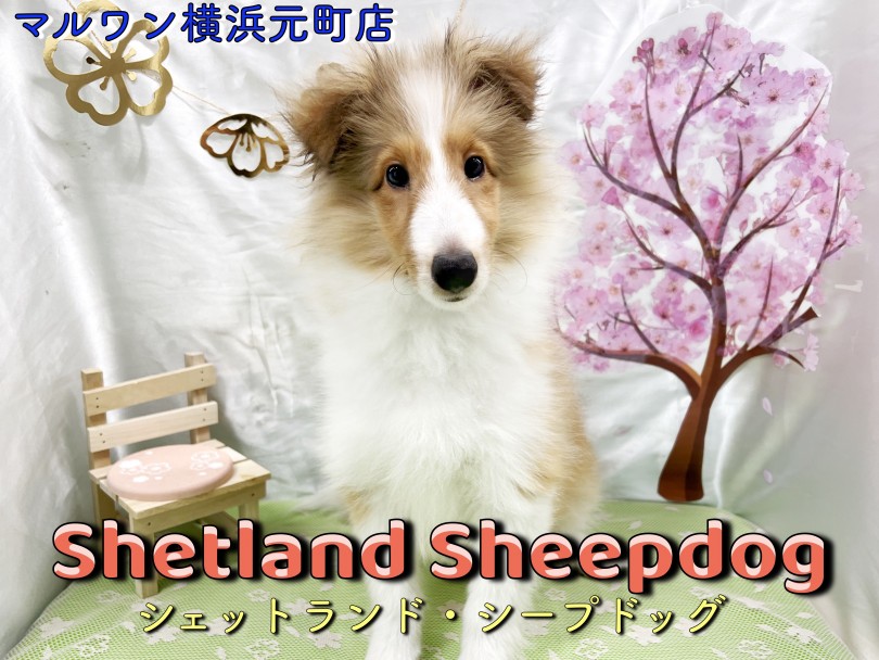 【 シェットランドシープドッグ 】世界中で人気犬種！小柄で甘えん坊な子に成長中！