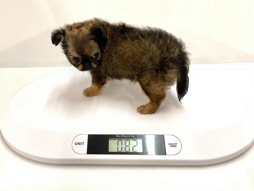 成犬時の予想体重は2.0~5.0kgくらい | MIX犬 チワペキ (118660) - 城山店