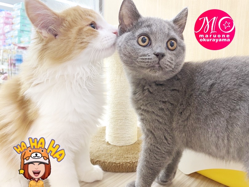 他の猫ちゃん＆ワンちゃんともふれあいを持ってます。 | ノルウェージャンフォレストキャット （6131132） - 横浜 大倉山店