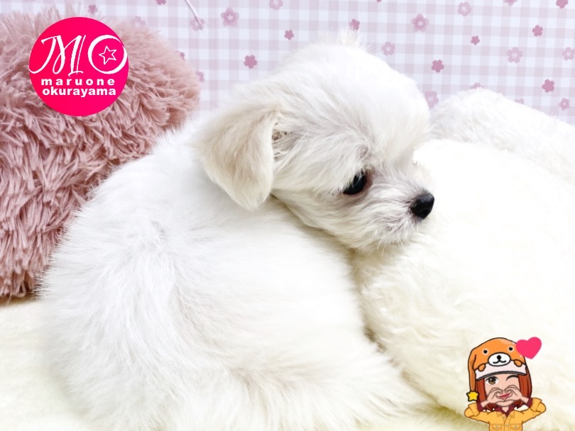 お耳の色味がもっと濃ゆくなったらツインテールしているみたいになりますね♪ | MIX犬 マルチワ （6131156） - 横浜 大倉山店