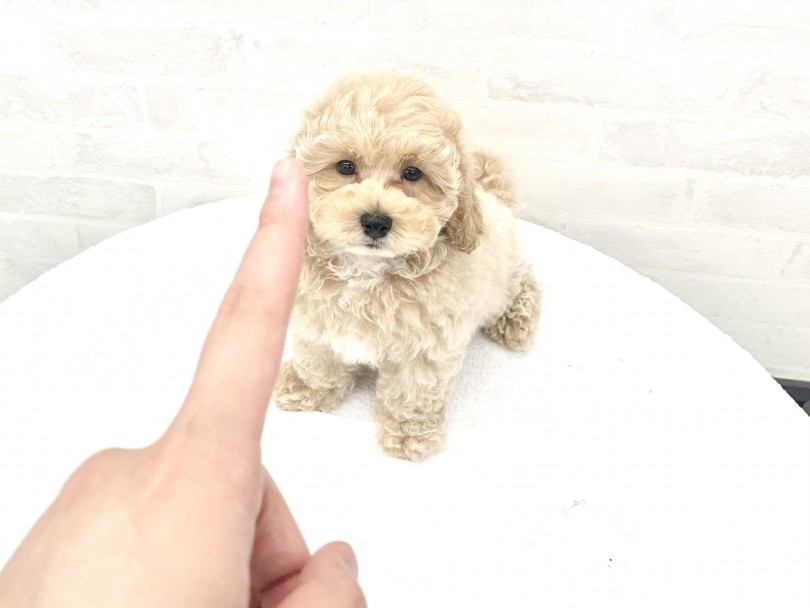 『わんこビギナー』さんへ特におすすめしたい | MIX犬 マルプー （014425） - 東日暮里店